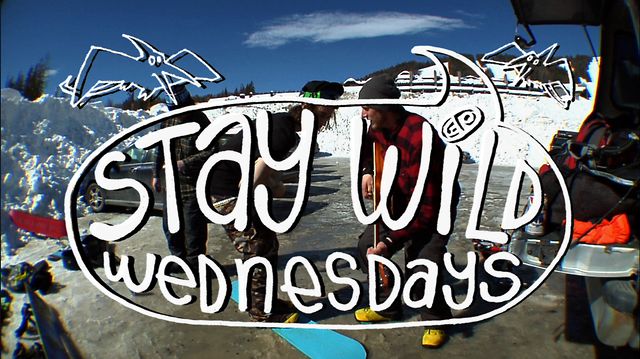 Stay Wild Wednesdays episode #12